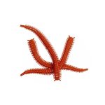 Marukyu Power Isome Worm Size Large 11cm