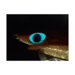 Yamashita Καλαμαριέρες Egi-Oh K Neon Bright Shallow #3.0S - Image 4