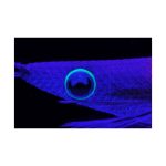 Yamashita Egi-Oh Live Shallow 3.5S - Image 8