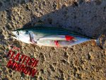 Τεχνητό Δόλωμα NOEBY Flatfish minnow 130Floating 13cm  23gr - Image 24