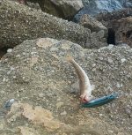 Τεχνητό Δόλωμα NOEBY Flatfish minnow 130Floating 13cm  23gr - Image 23