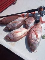 Μηχανισμός Ψαρέματος Slow Jigging Ζόκα NOEBY JG1500  Max Drag 15kg - Image 3