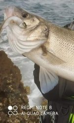 Σιλικόνη Ψαρέματος Black Minnow HUNT HOUSE 7gr / 12gr / 25gr - Image 28