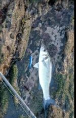 Σιλικόνη Ψαρέματος Black Minnow HUNT HOUSE 7gr / 12gr / 25gr - Image 27