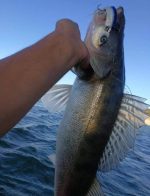 Σιλικόνη Ψαρέματος Black Minnow HUNT HOUSE 7gr / 12gr / 25gr - Image 29