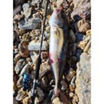 ΠΡΟΣΦΟΡΑ Σετ Ψαρέματος Slow Jigging Καλάμι NOEBY VOYAGER TORAYCA CARBON 1.96m C.W 30-260gr / 100 - 350gr Fuji Guides και Μηχανισμός NOEBY INFINITE SW 5000-6000 - Image 16